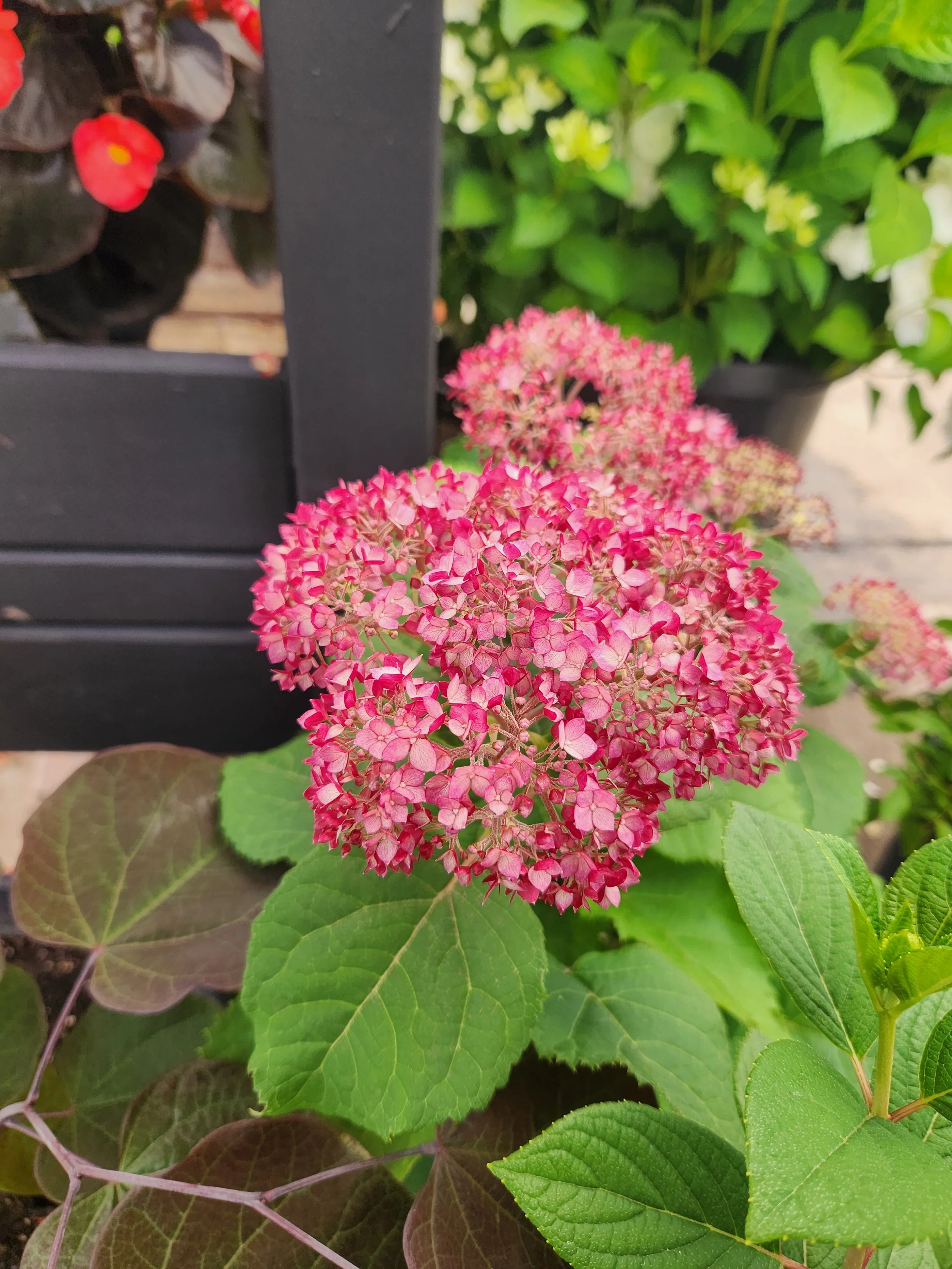 The Blooming Beauty: Hydrangeas & Essential Hydrangea Care Tips